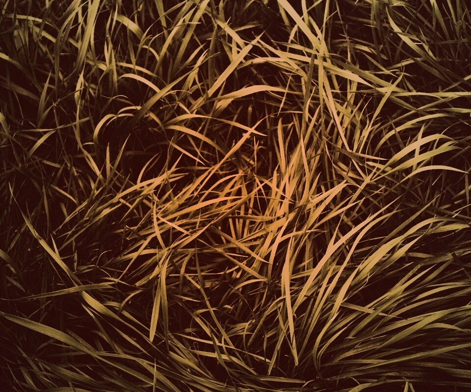 Блеклая трава обои