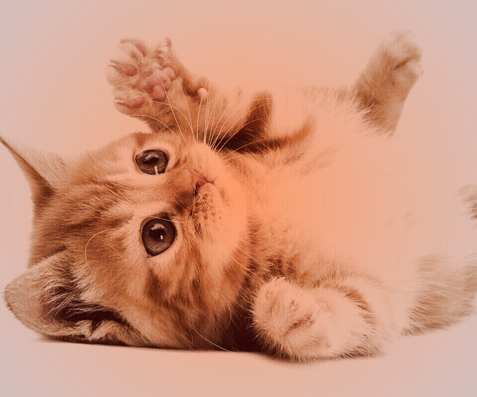 Котёнок обои
