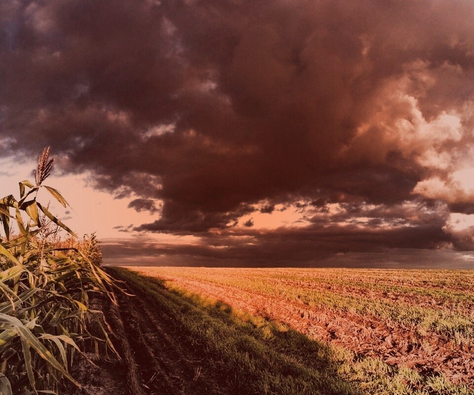 Кукурузное поле обои