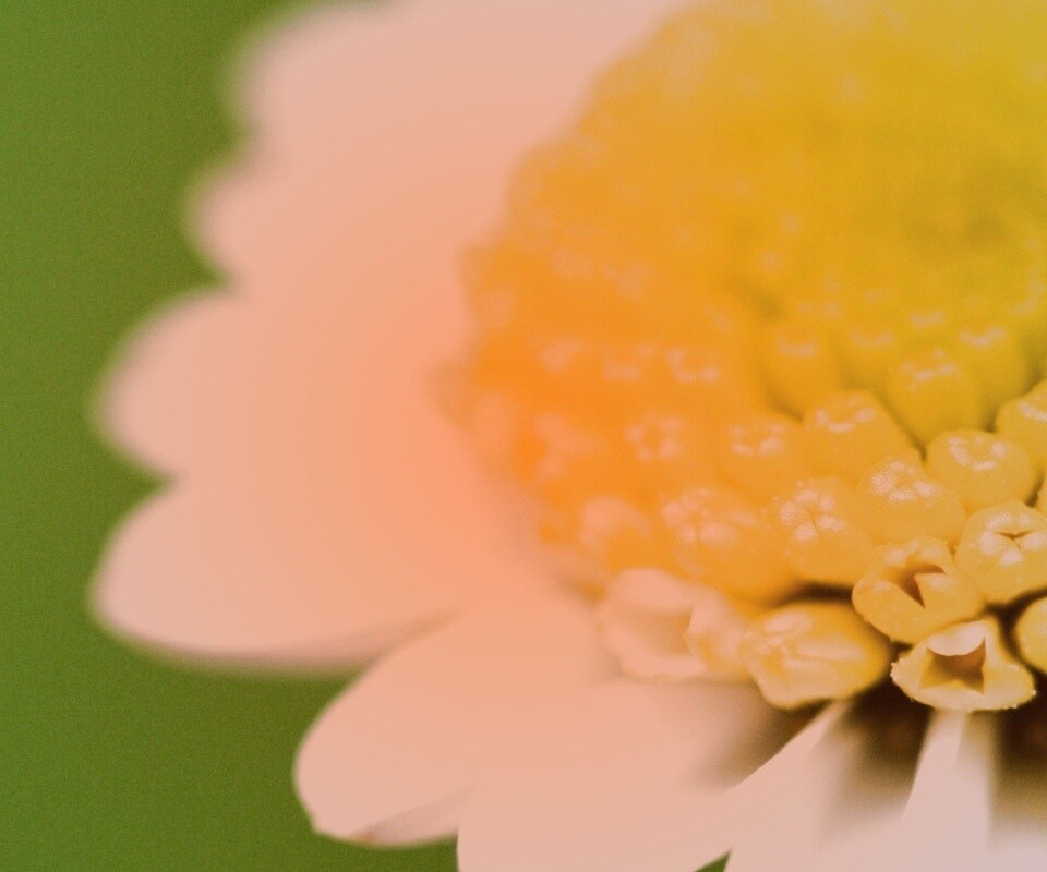 Хризантема обои