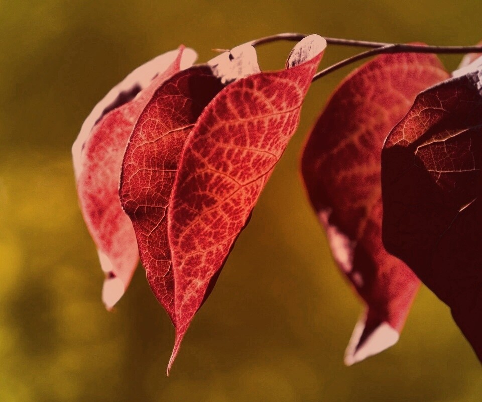 Ветка красных листьев обои