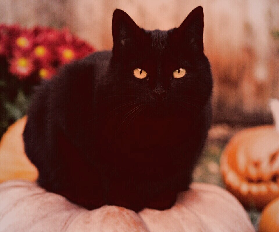 Чёрный кот на тыкве обои