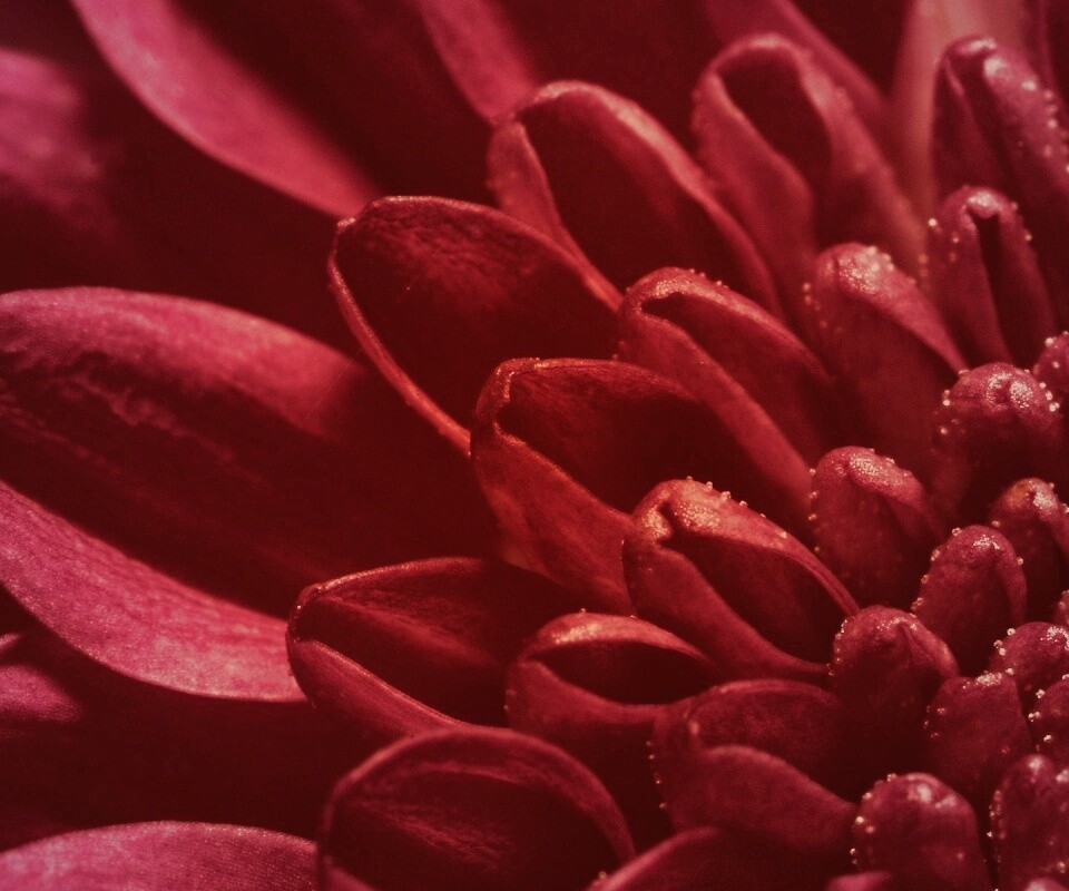 Лепестки хризантемы обои