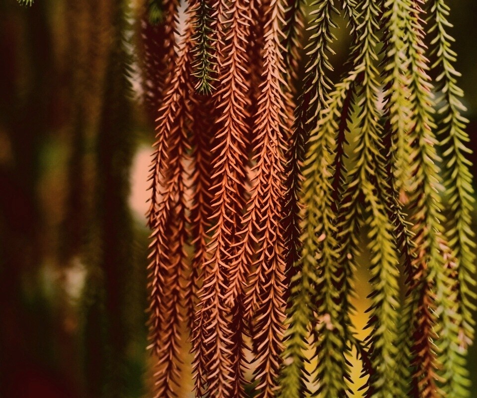 Зеленые колючки обои