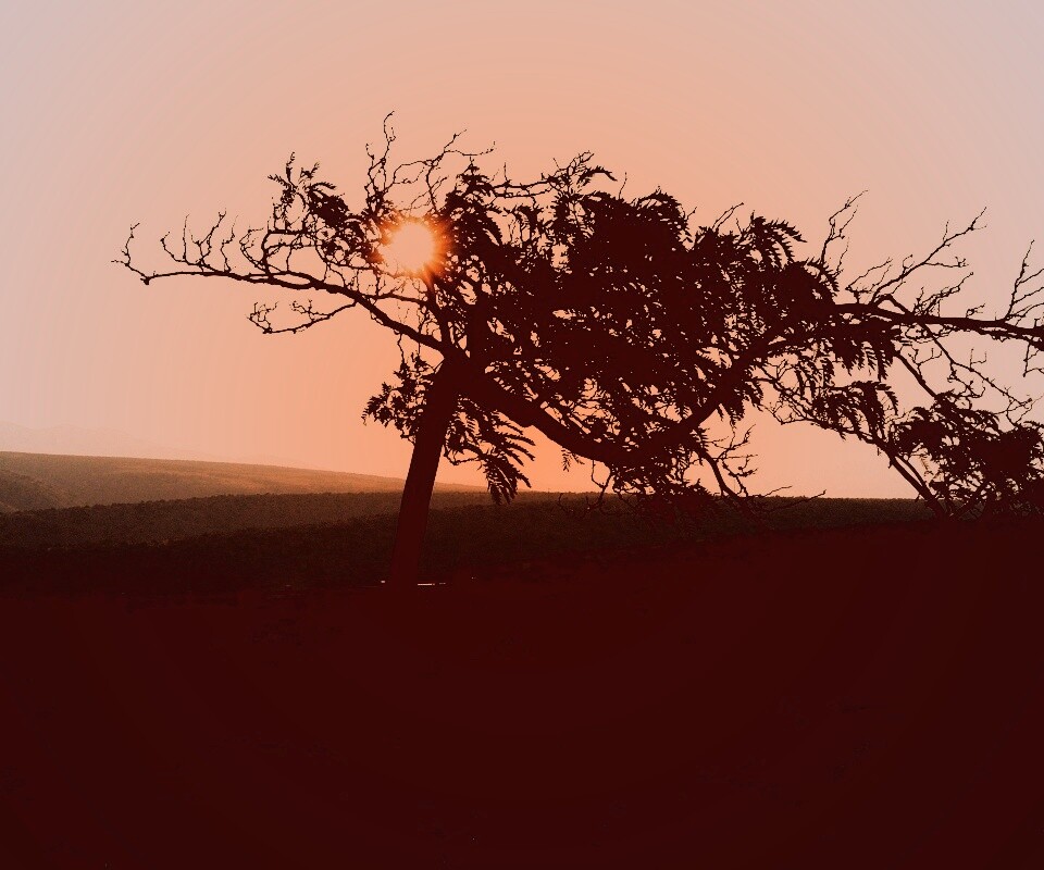 Дерево на закате обои