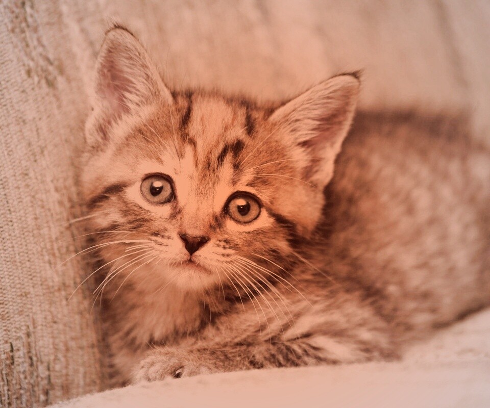 Милый маленький котенок обои