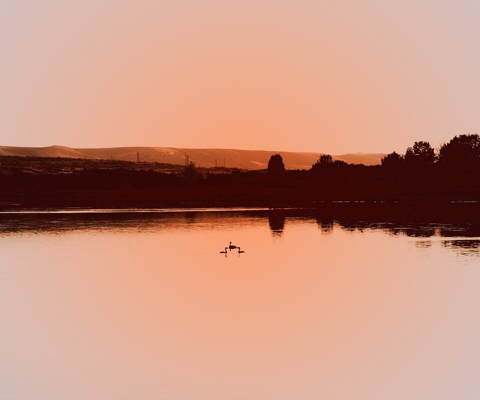 Утиное озеро обои