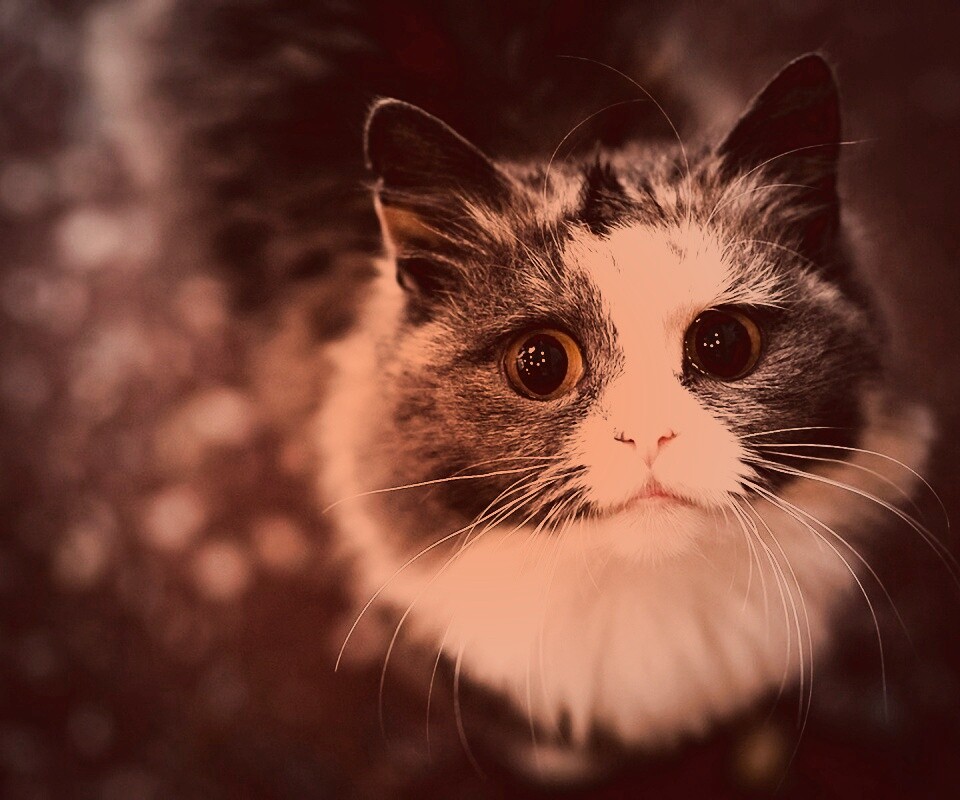 Удивленный котэ обои