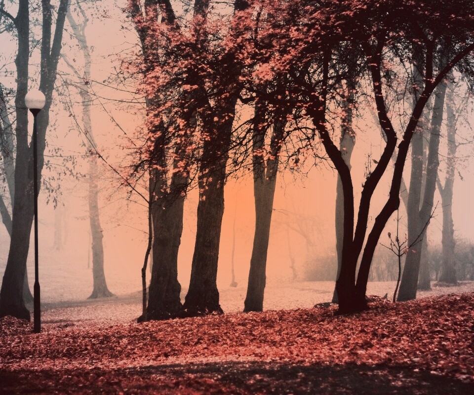Парк красных листьев обои