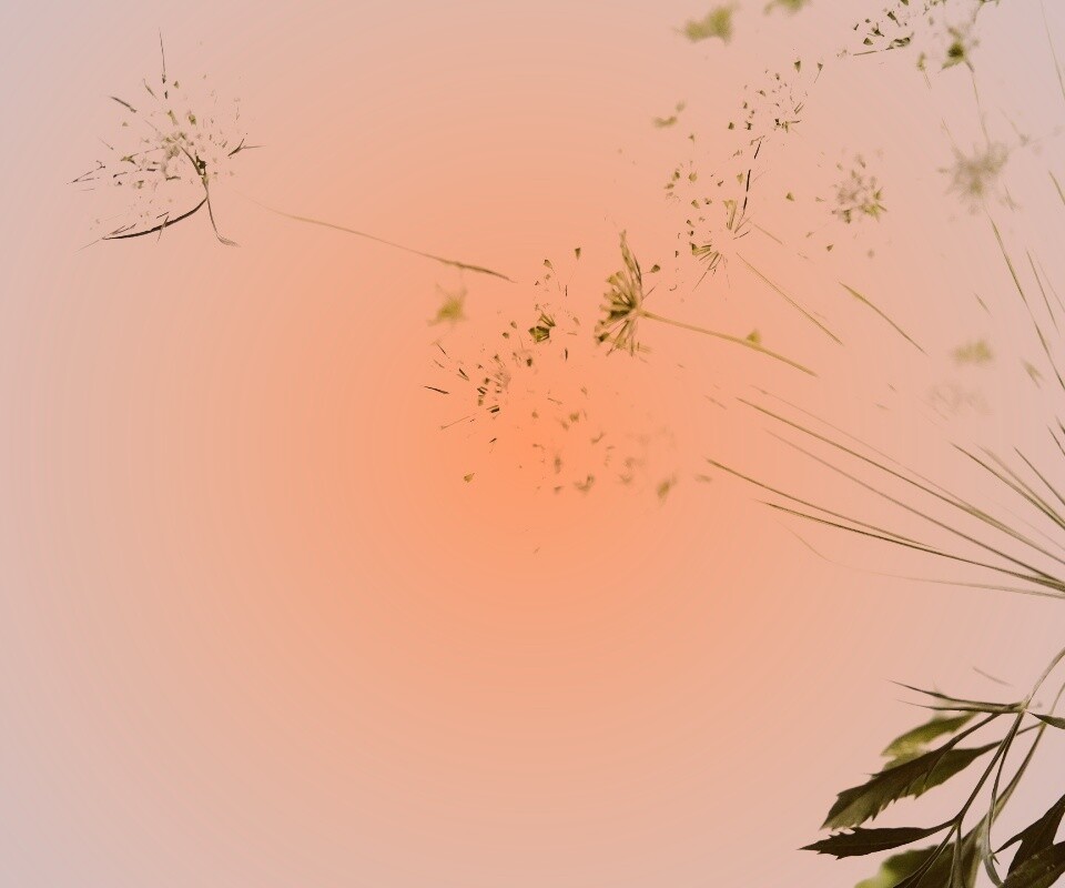 Цветы в макро обои