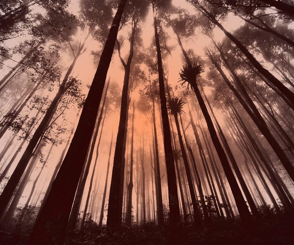 Джунгли обои