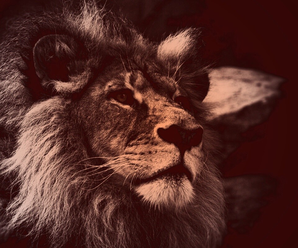Гордый черно-белый лев обои