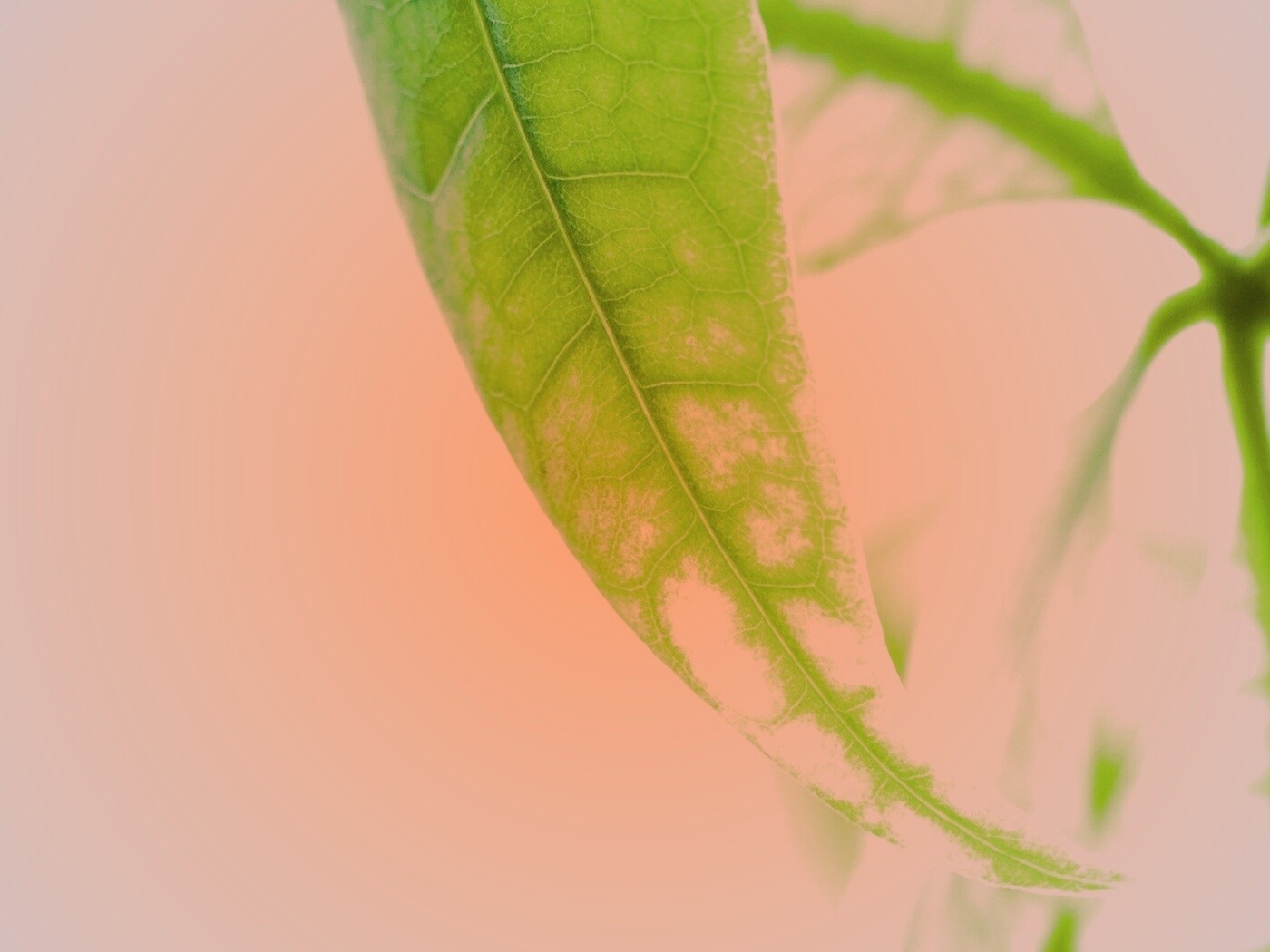 Зеленый листок обои