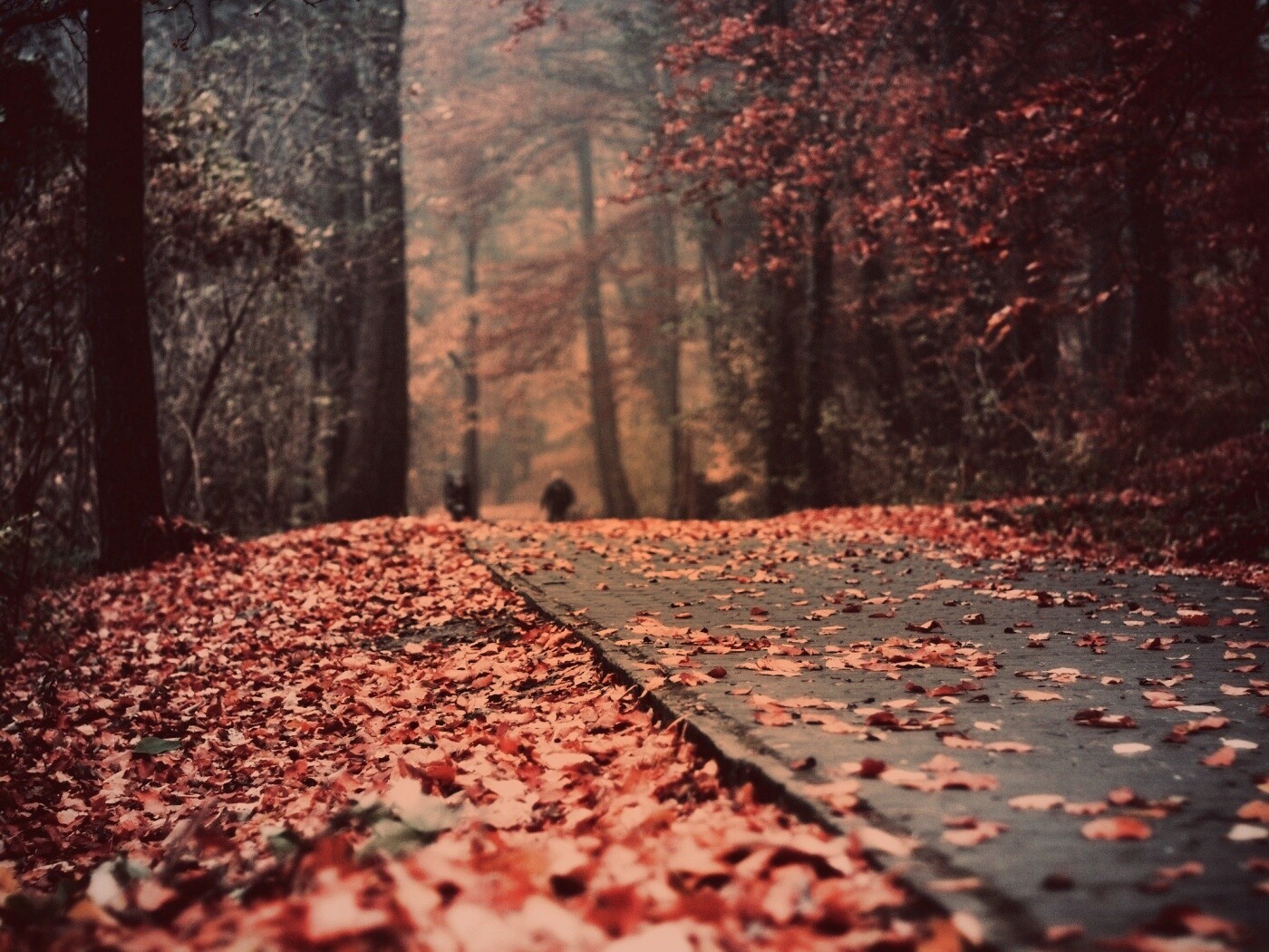 Осенняя дорога обои