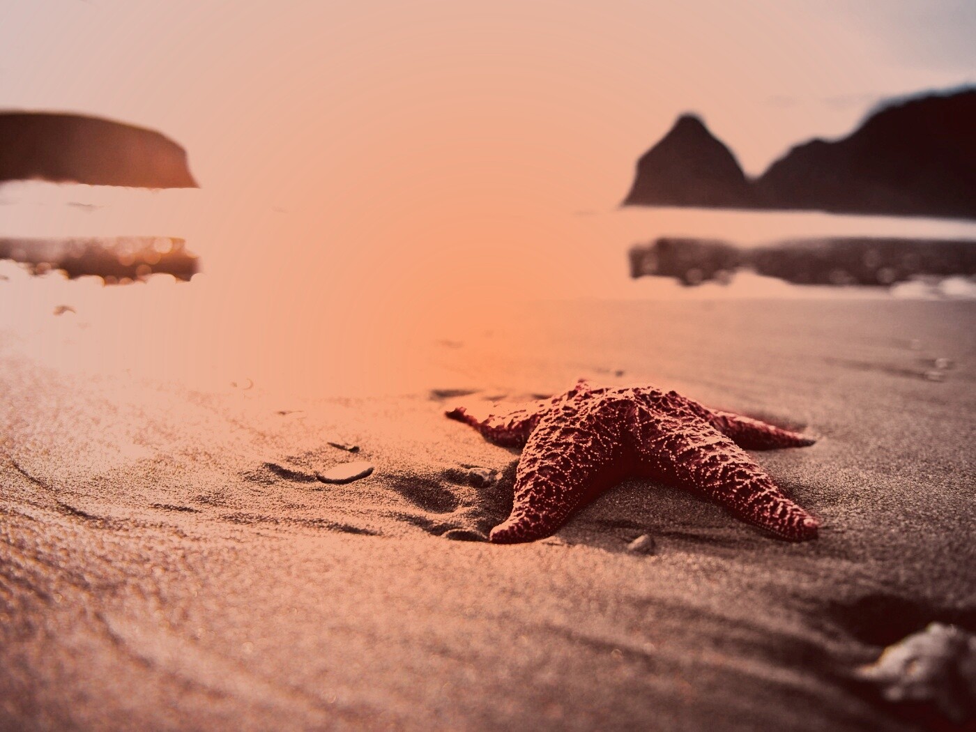 Морская звезда обои