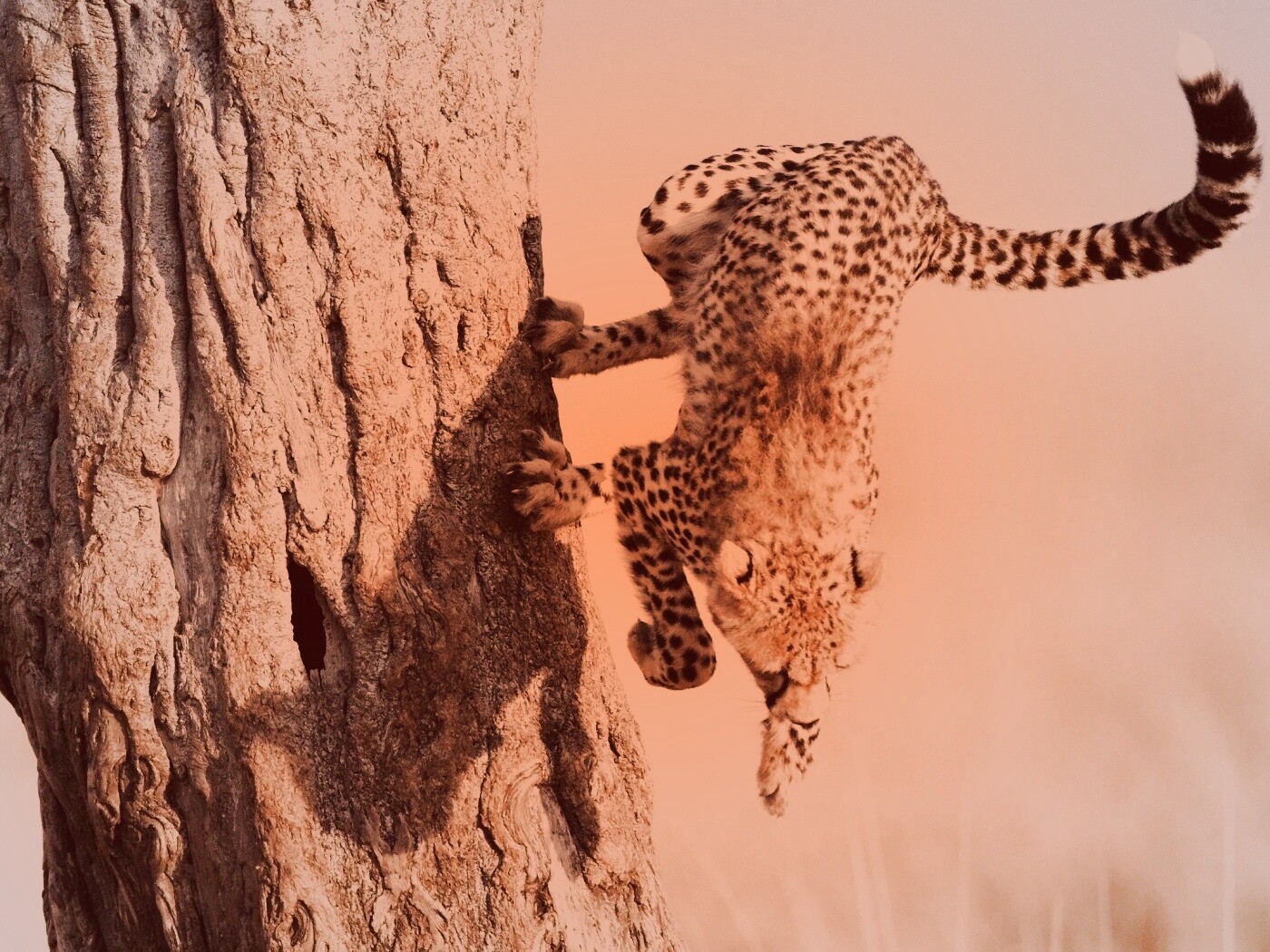 Скалолаз обои