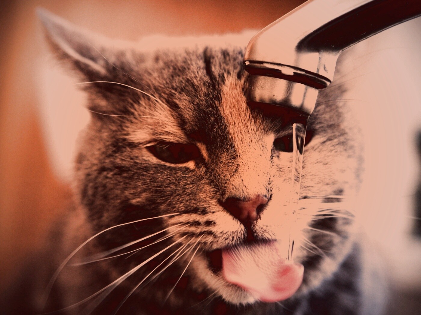 Кот пьет из под крана обои