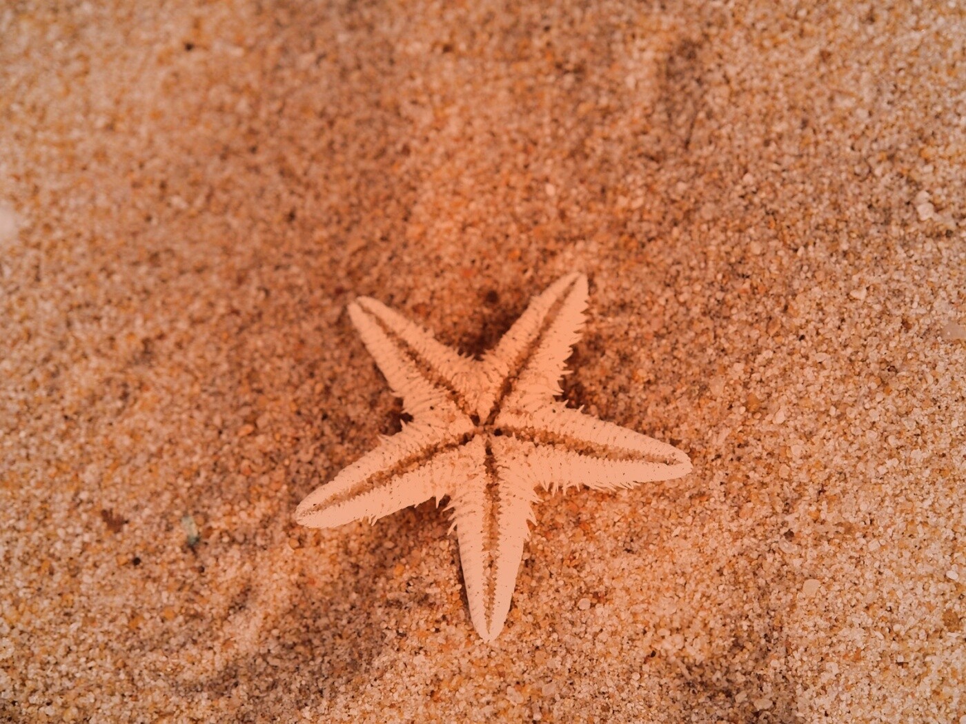 Морская звезда на песке обои
