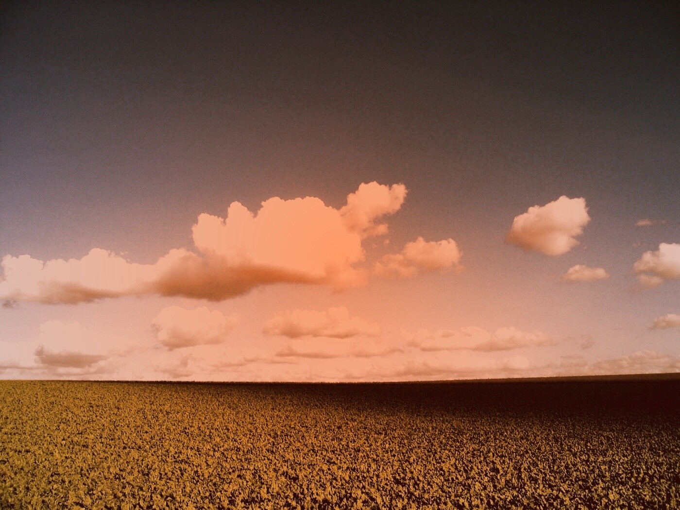 Обака над бескрайними полями обои