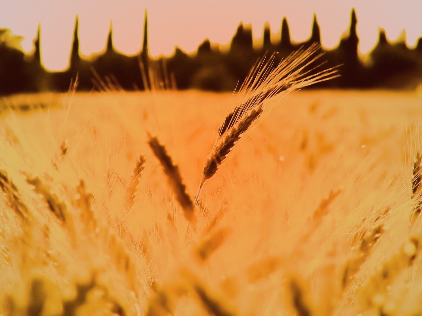 Пшеничное поле обои