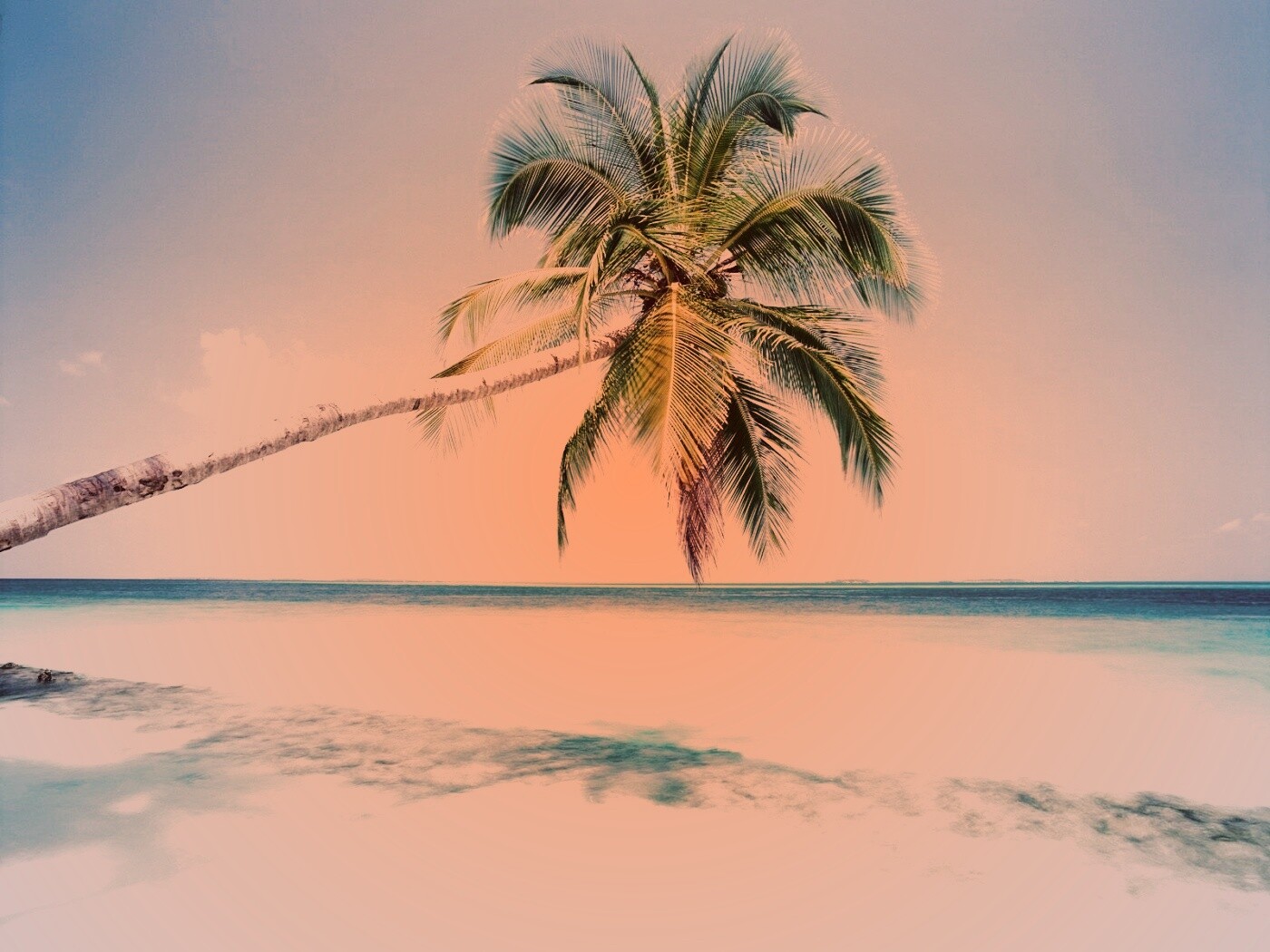 Пальма на лазурном берегу обои