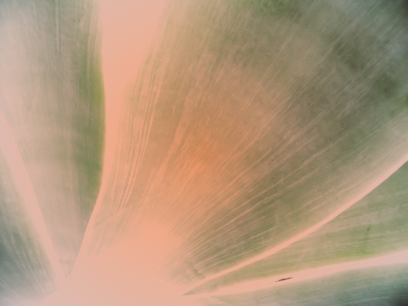 Макро фото травинки обои