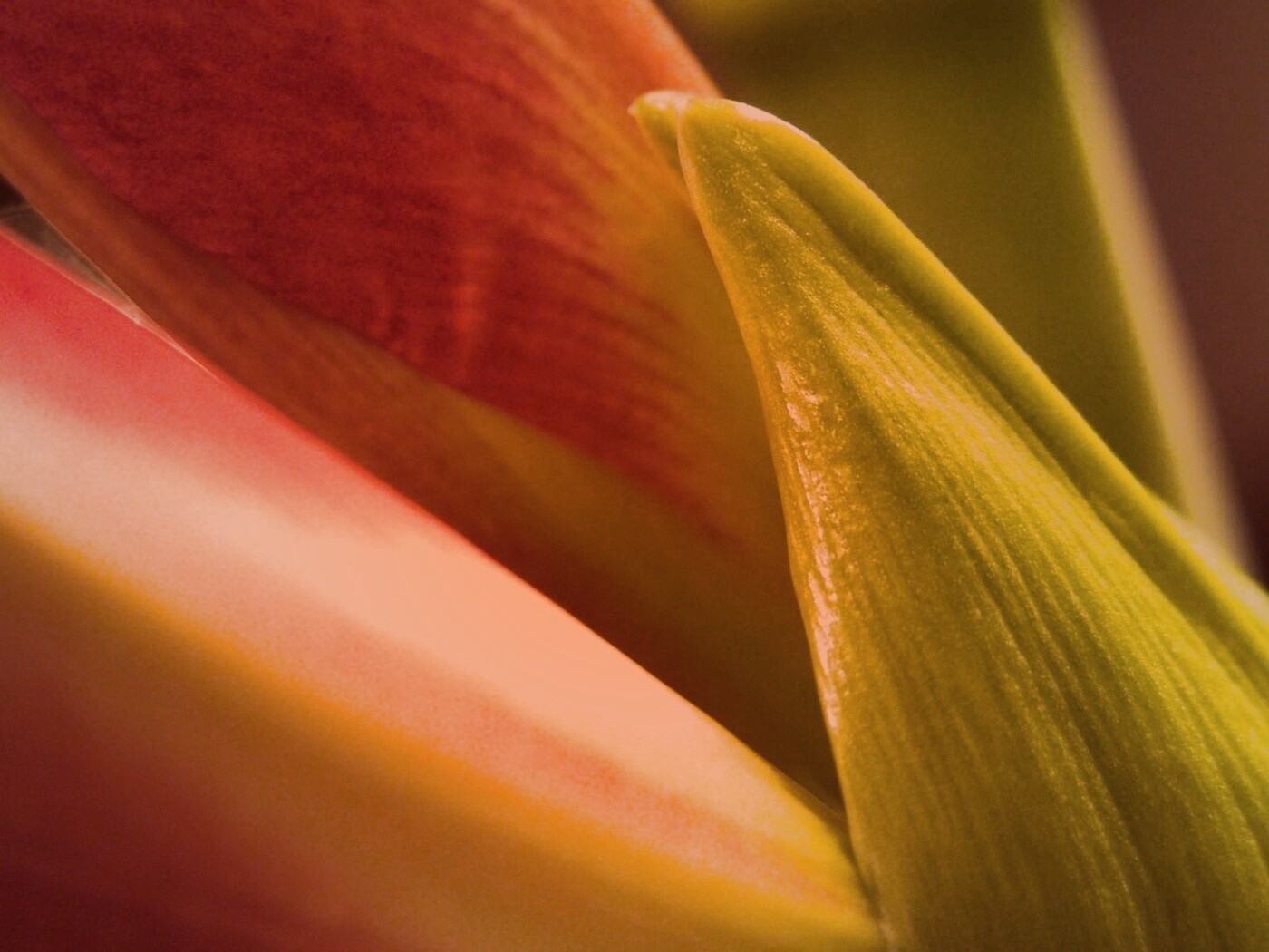 Макро фото цветка обои