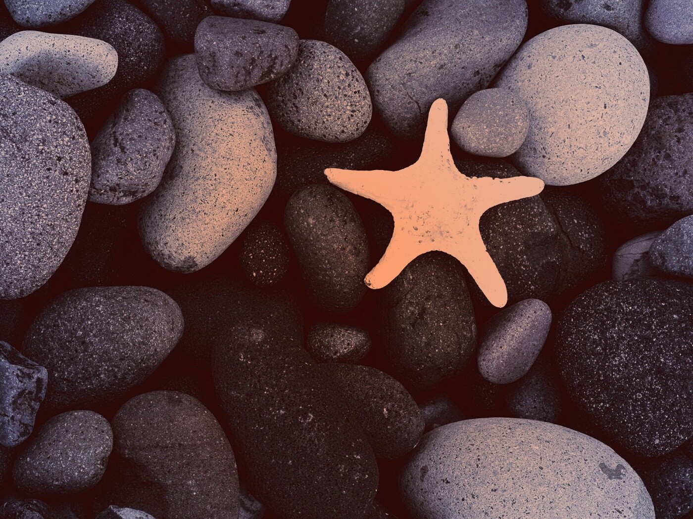 Звезда на морской гальке обои