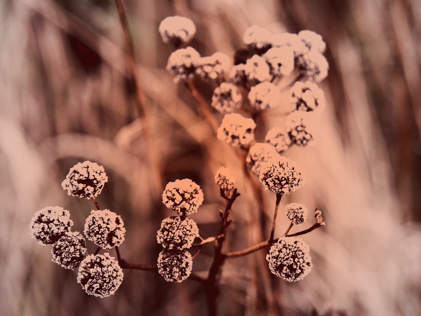 Иний на растении обои