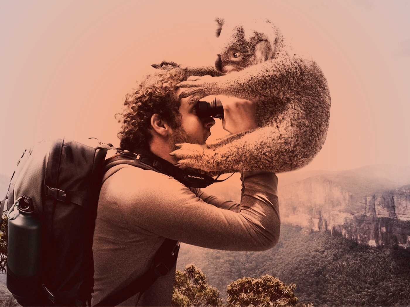 Коала ближе чем кажется обои