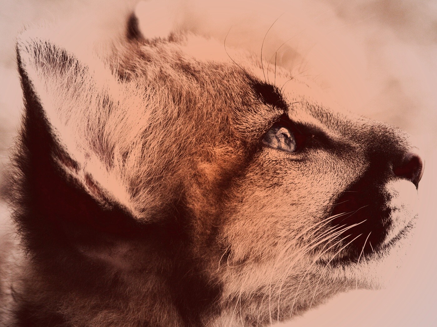 Оцелот смотрит вдаль обои