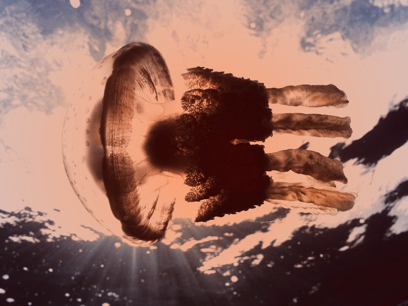 Коричневая медуза обои