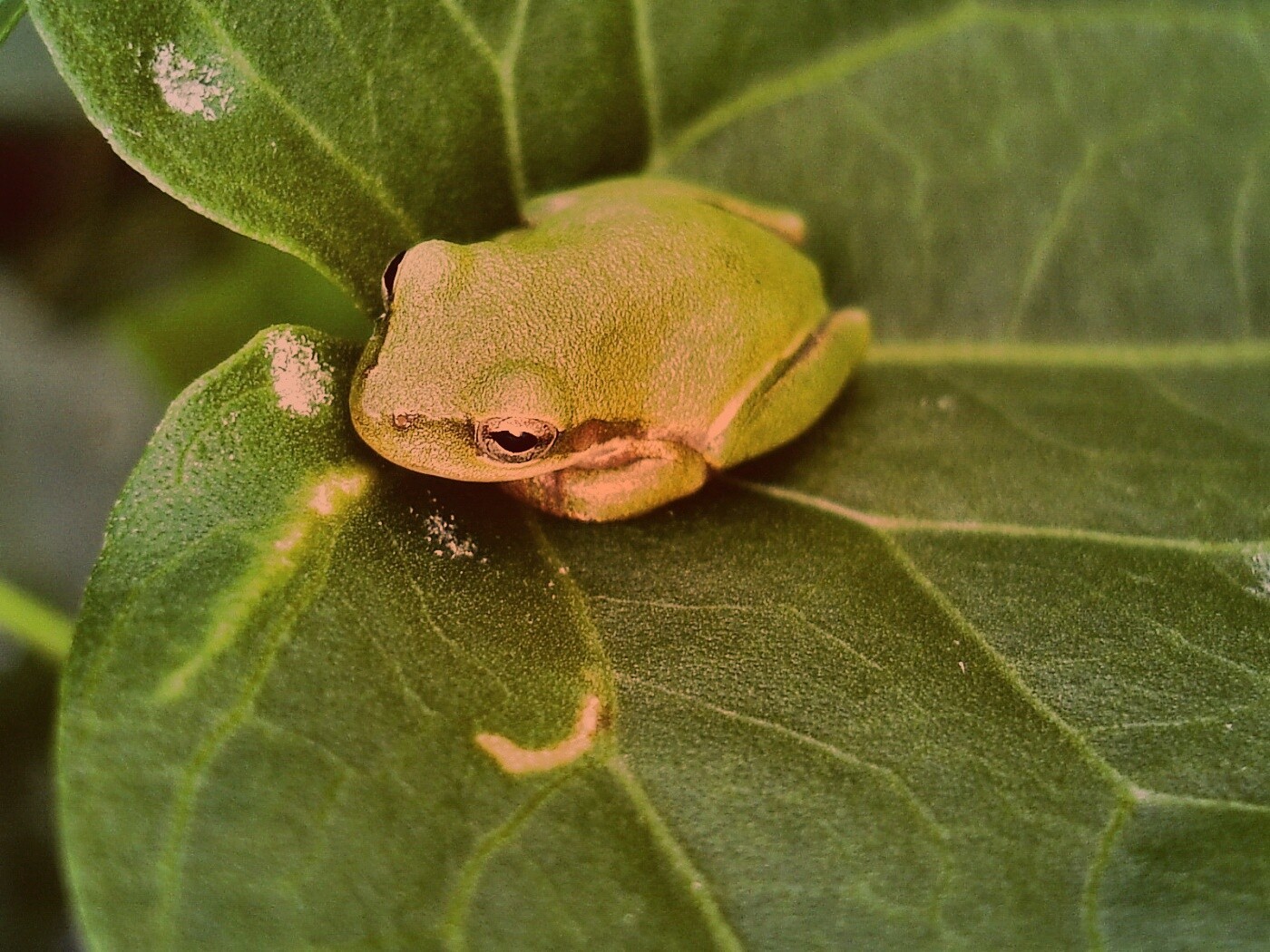 Лягушка на листике обои