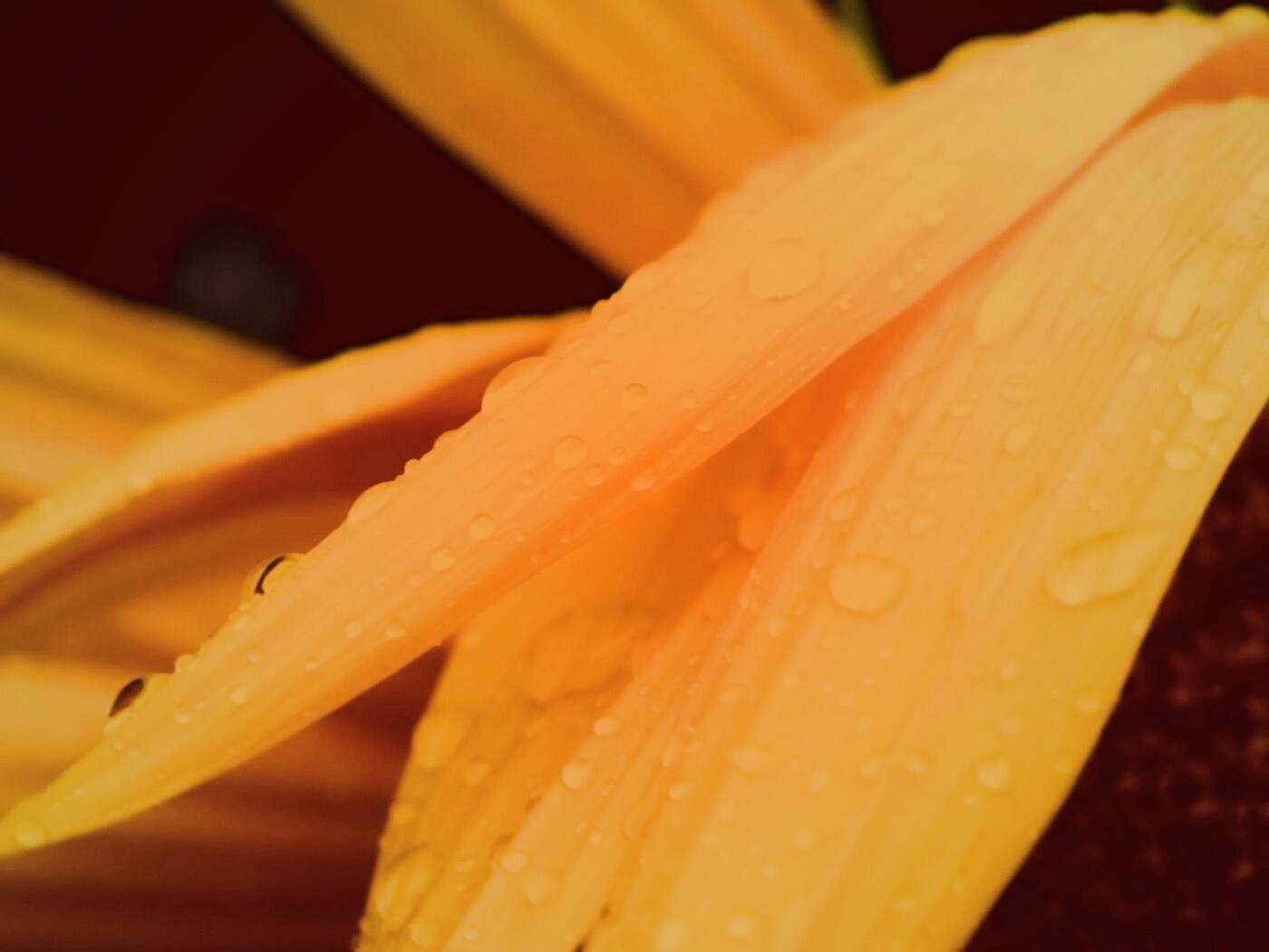 Капли на желтом лепестке обои