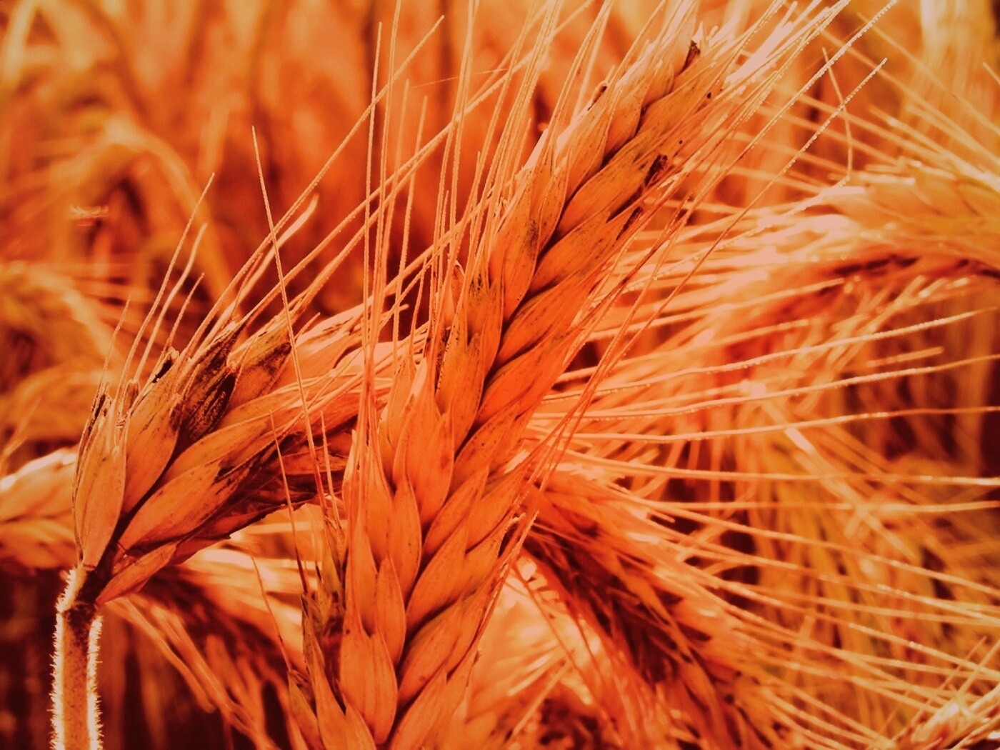 Зреющий колос обои