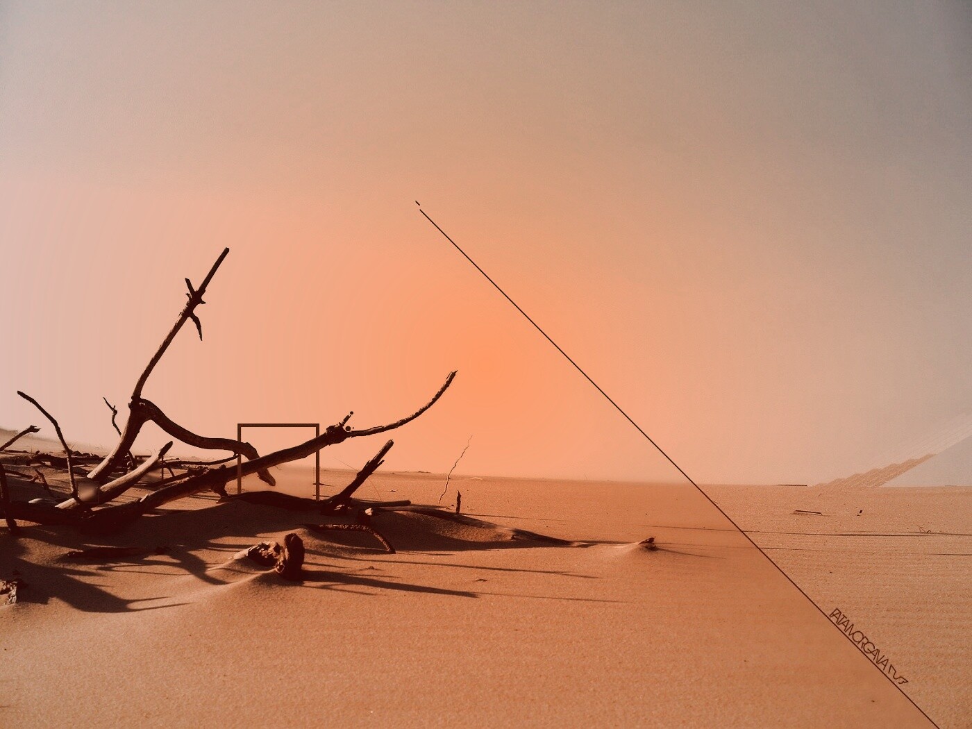 Сухостой в песках обои