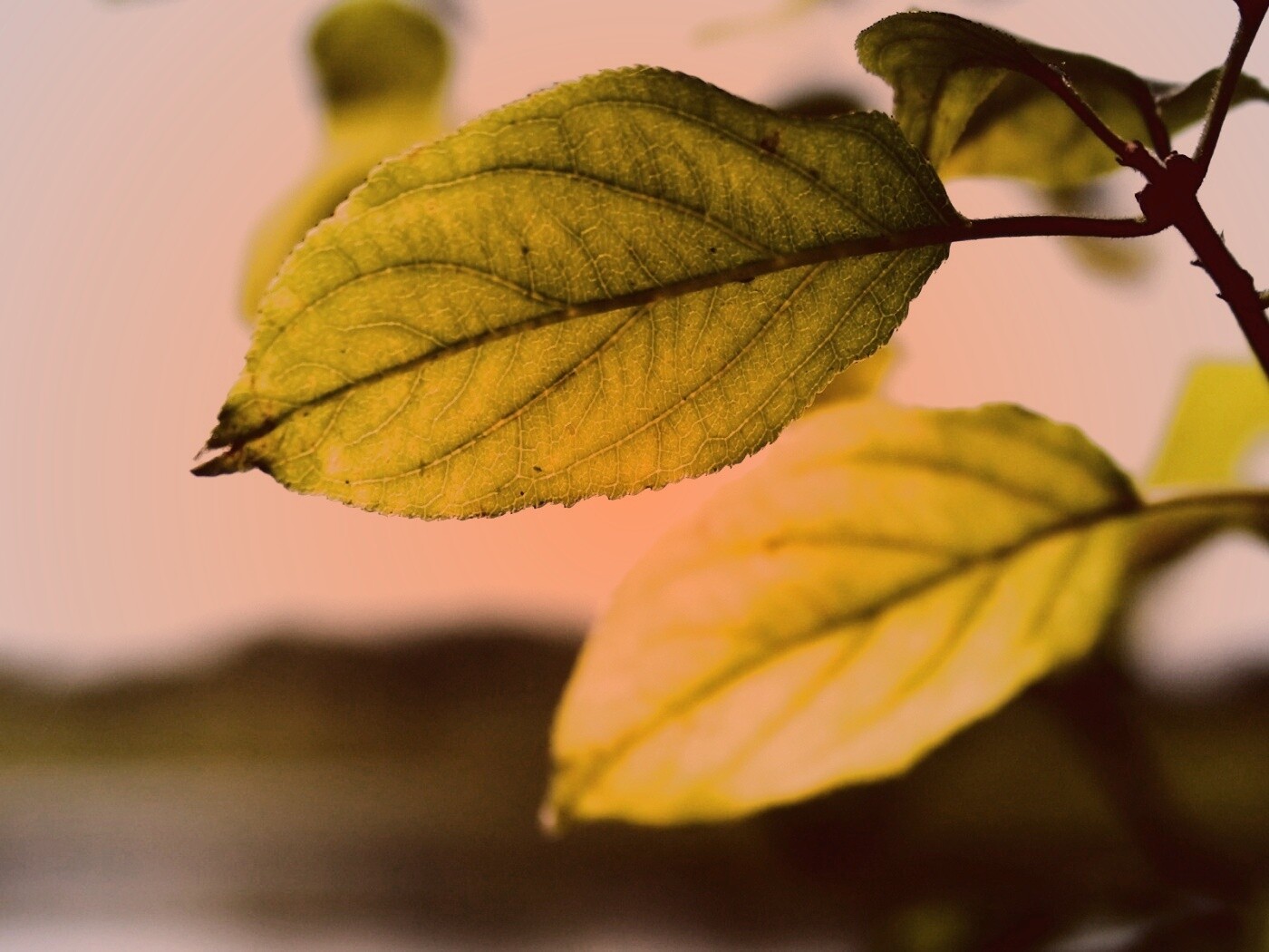 Три листа обои