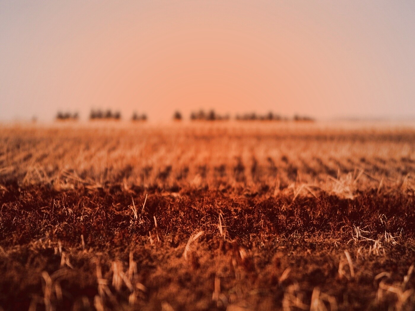 Поле перед вспашкой обои