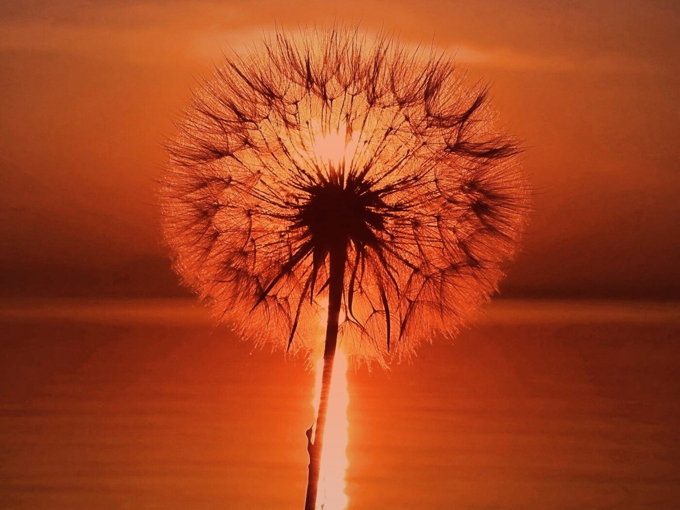 Одуванчик на закател обои