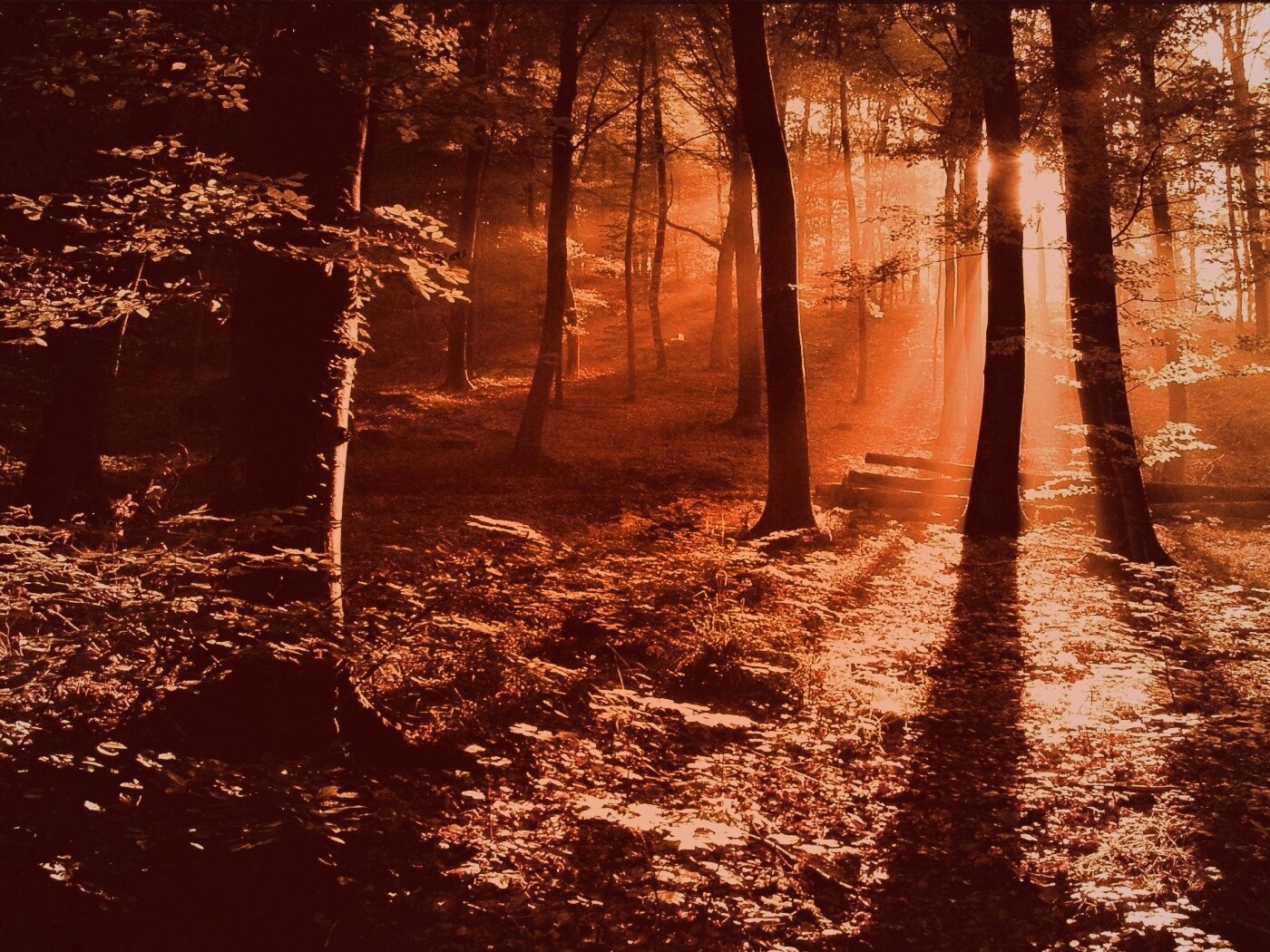 Лес в золотом сиянии обои