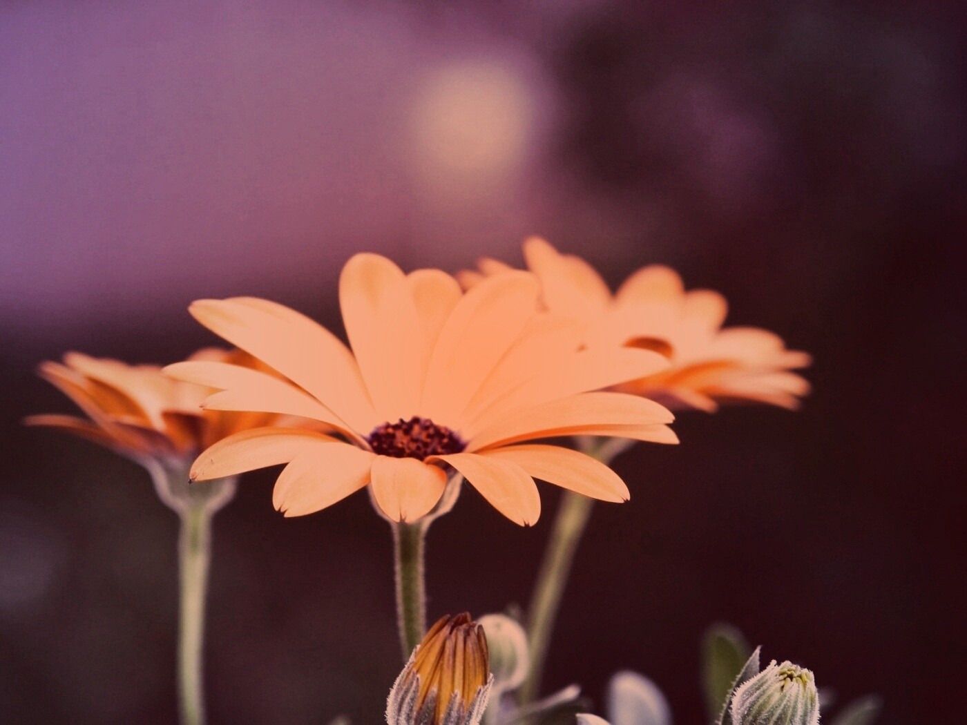 Три желтых цветка обои