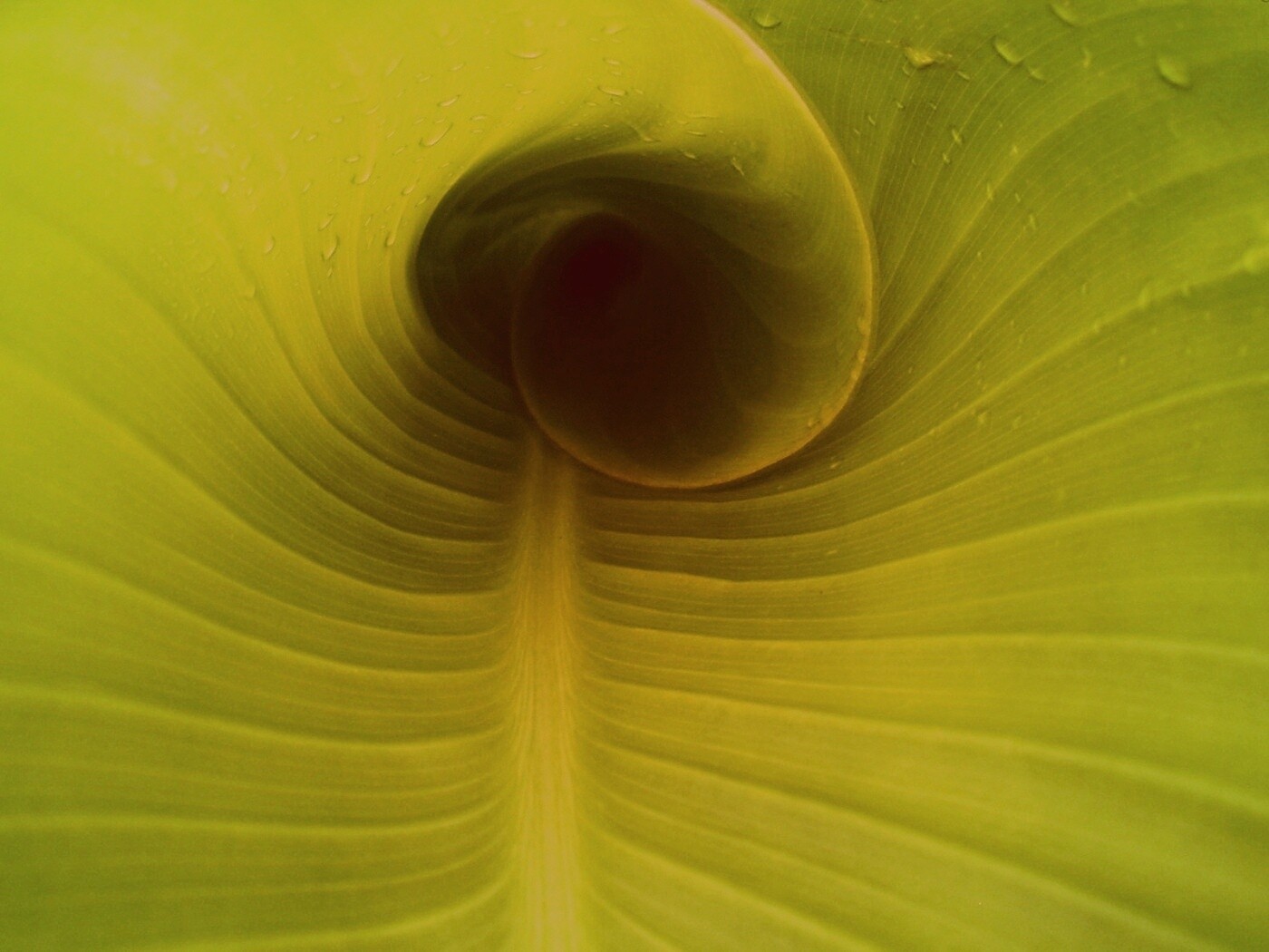 Свернутый в трубочку лист обои