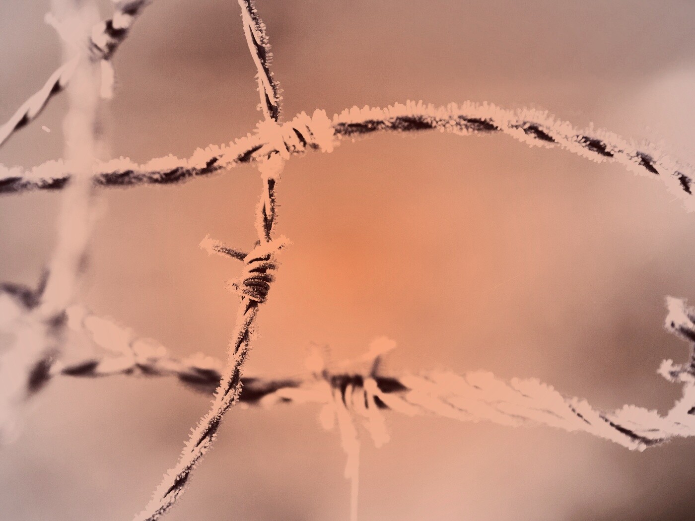 Замерзшая колючая проволока обои