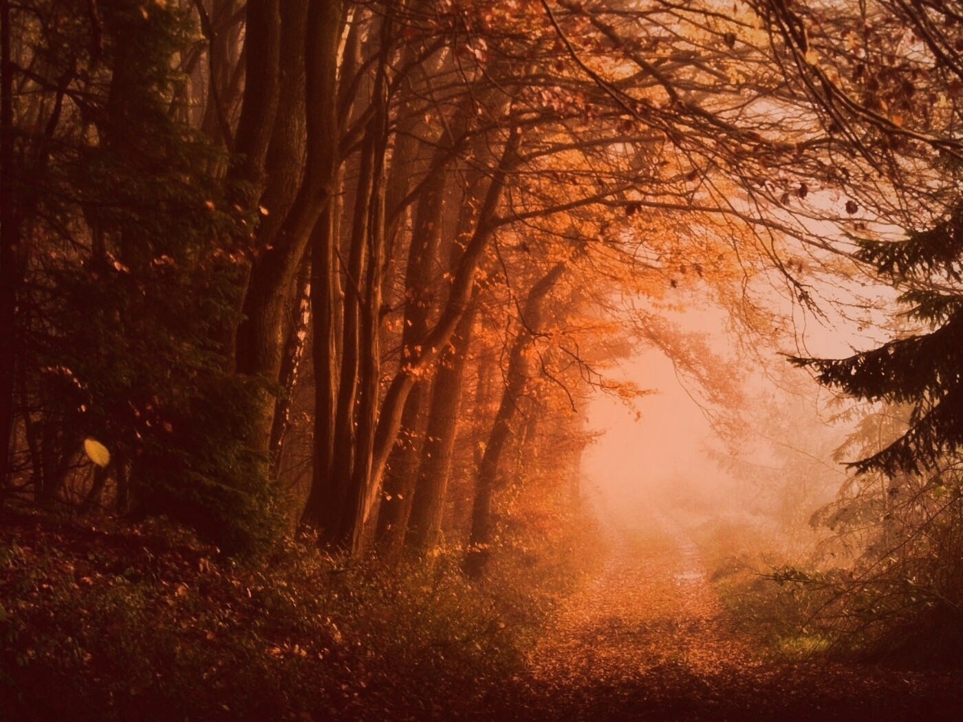 Дорожка заваленная листьями обои