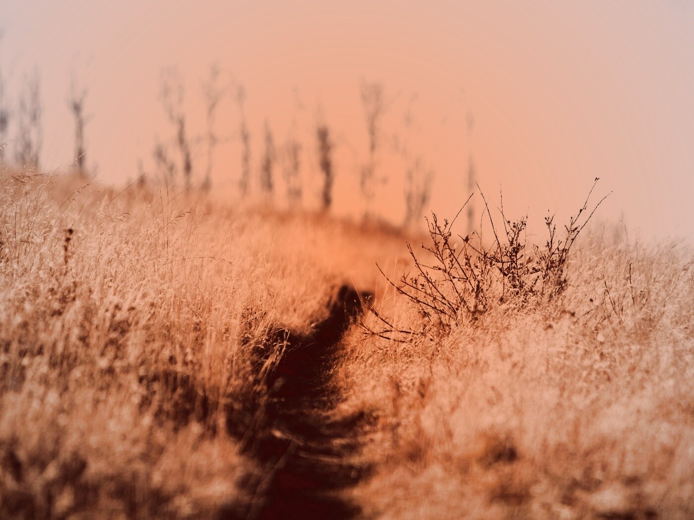 Тропинка в поле обои