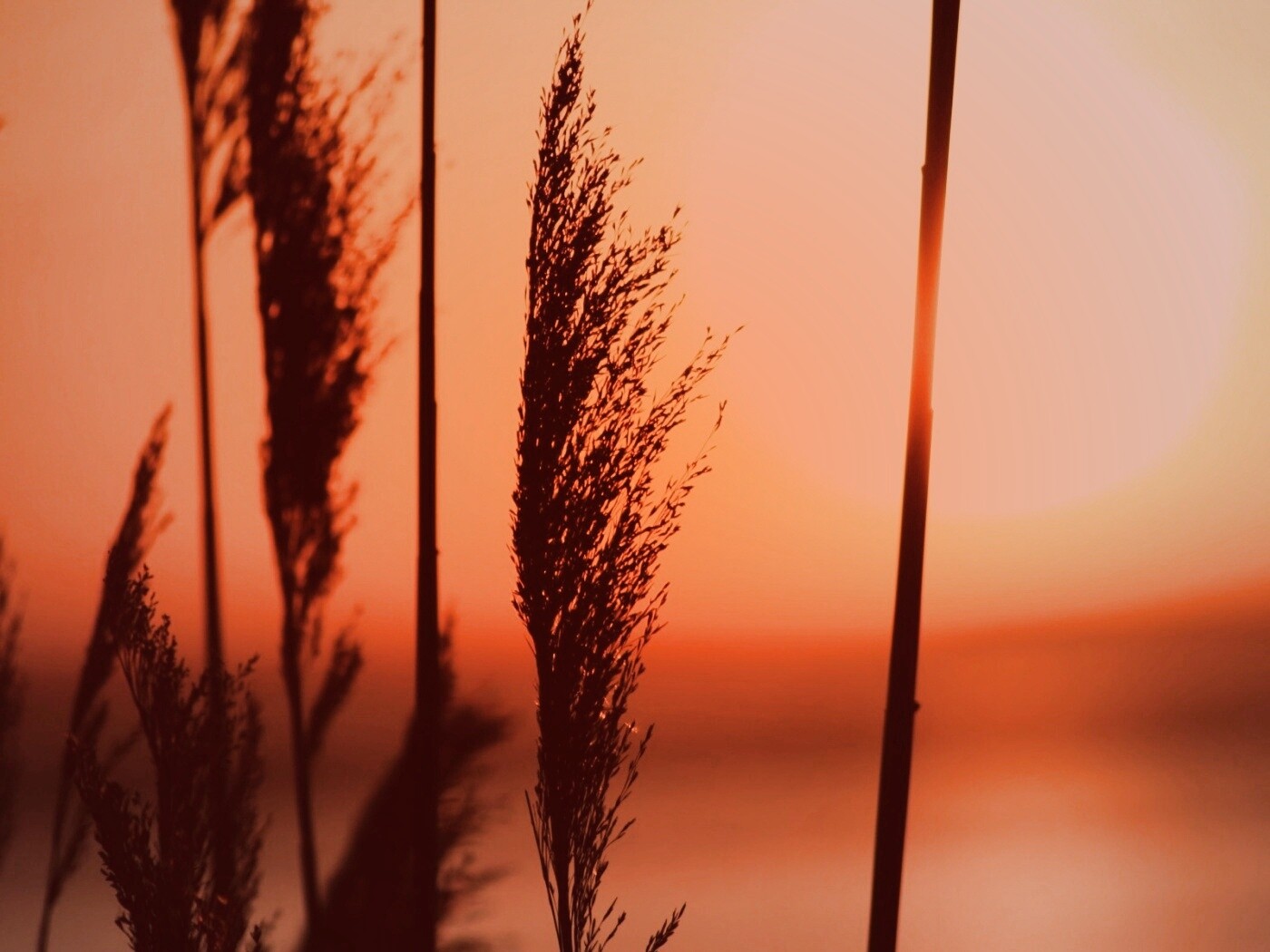 Травинка на закате обои