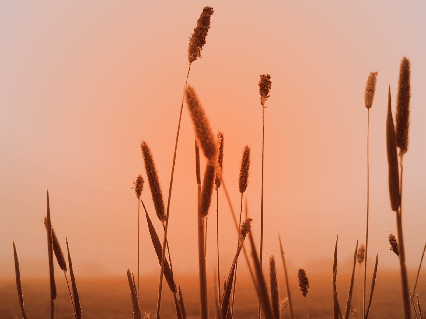 Травинки на фоне золотого неба обои