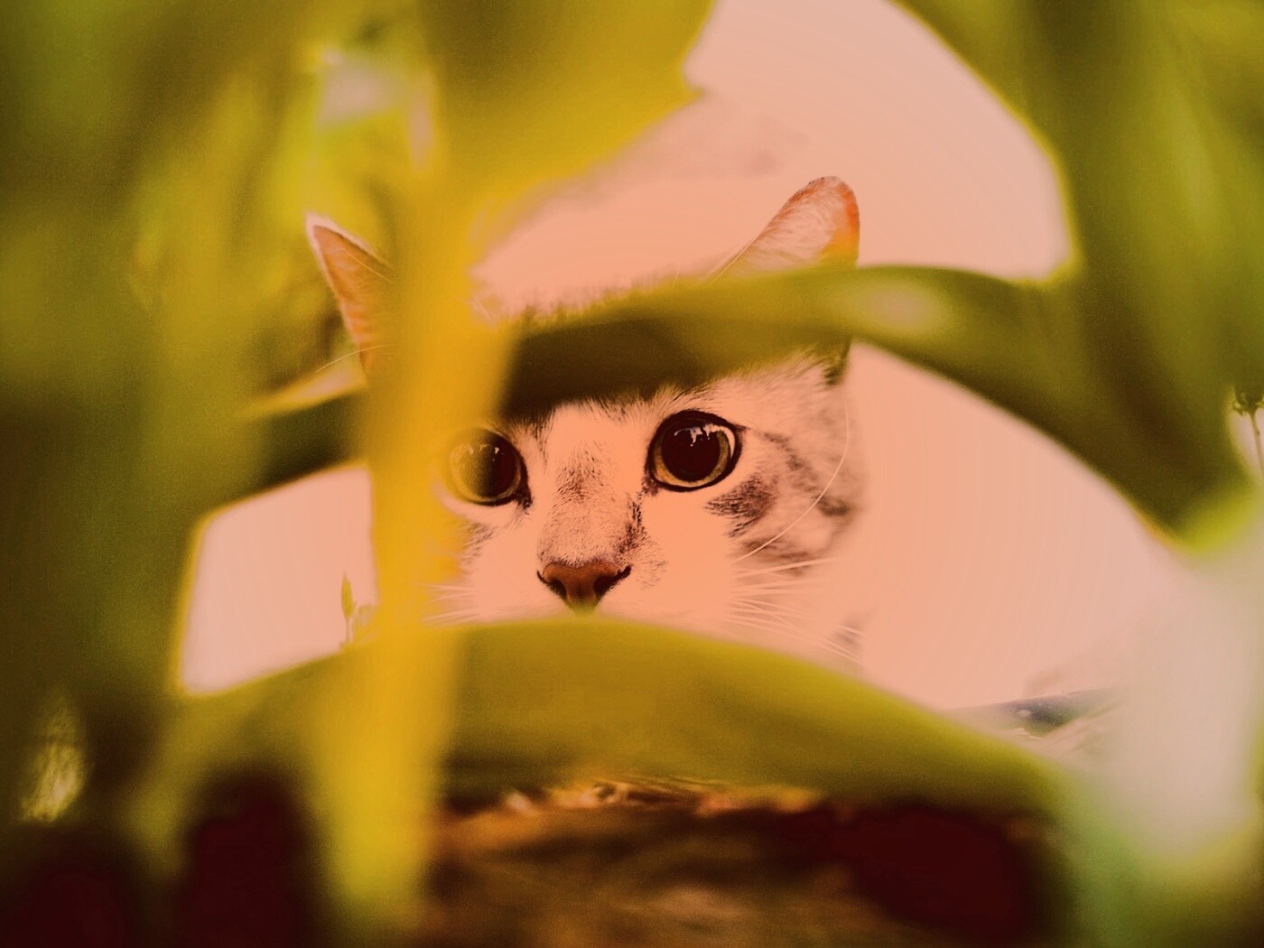 Кот в засаде обои