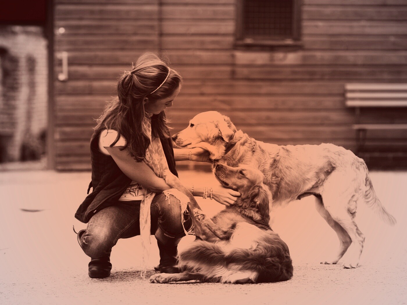 Девушка с собаками обои