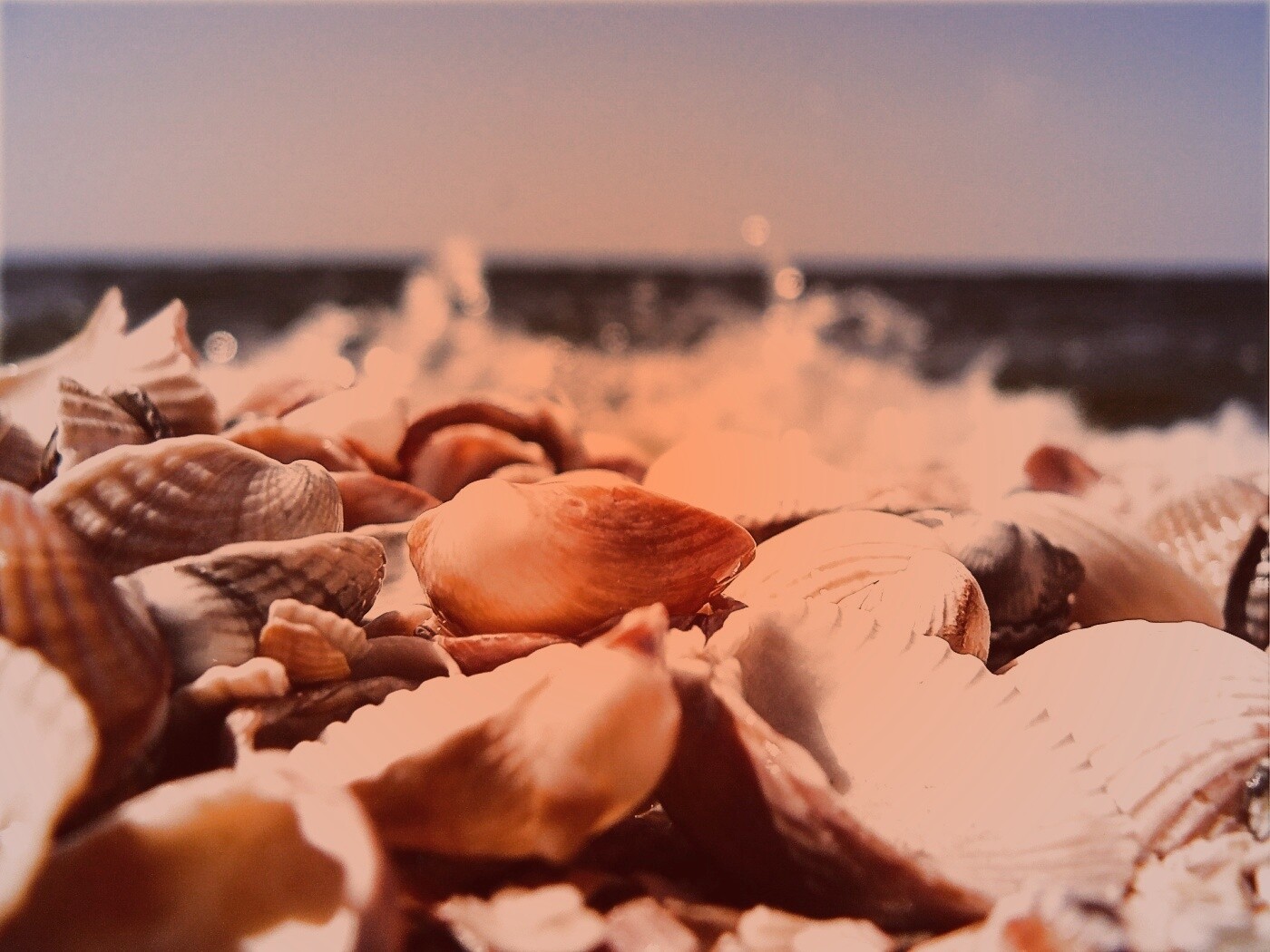 Морские ракушки обои